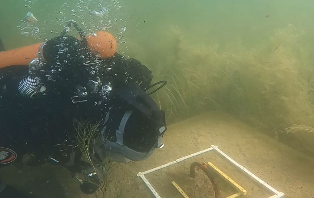 Blåstång under ytan